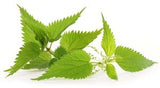 Nettle Leaf Herbal Extract